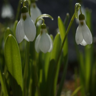 Galanthus elwesii